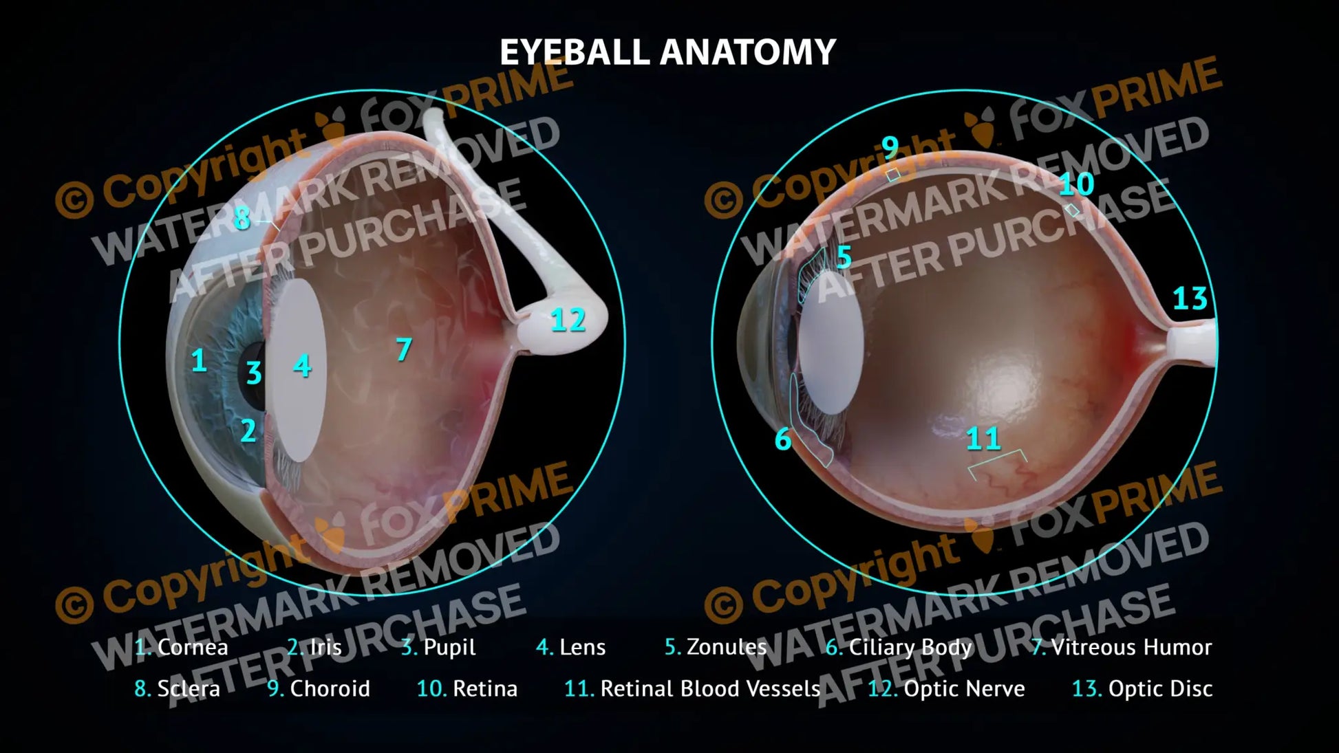 Eyeball Anatomy 3 Still Shot