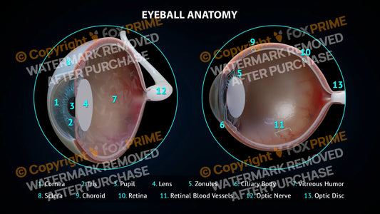 Eyeball Anatomy 3 Still Shot