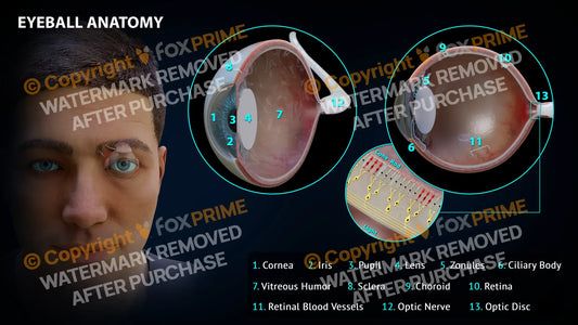 Eyeball Anatomy 4 Still Shot