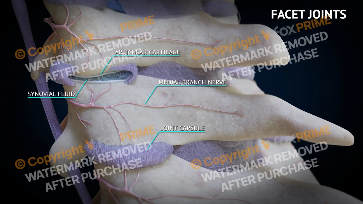 Facet Joints - Still Shot