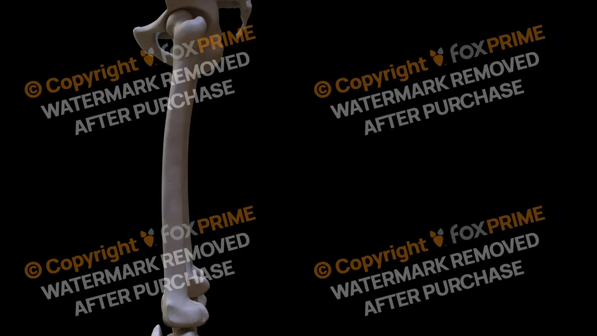 Femur 2 (Left) Still Shot