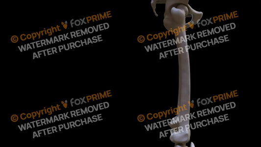 Femur 2 (Right) Still Shot