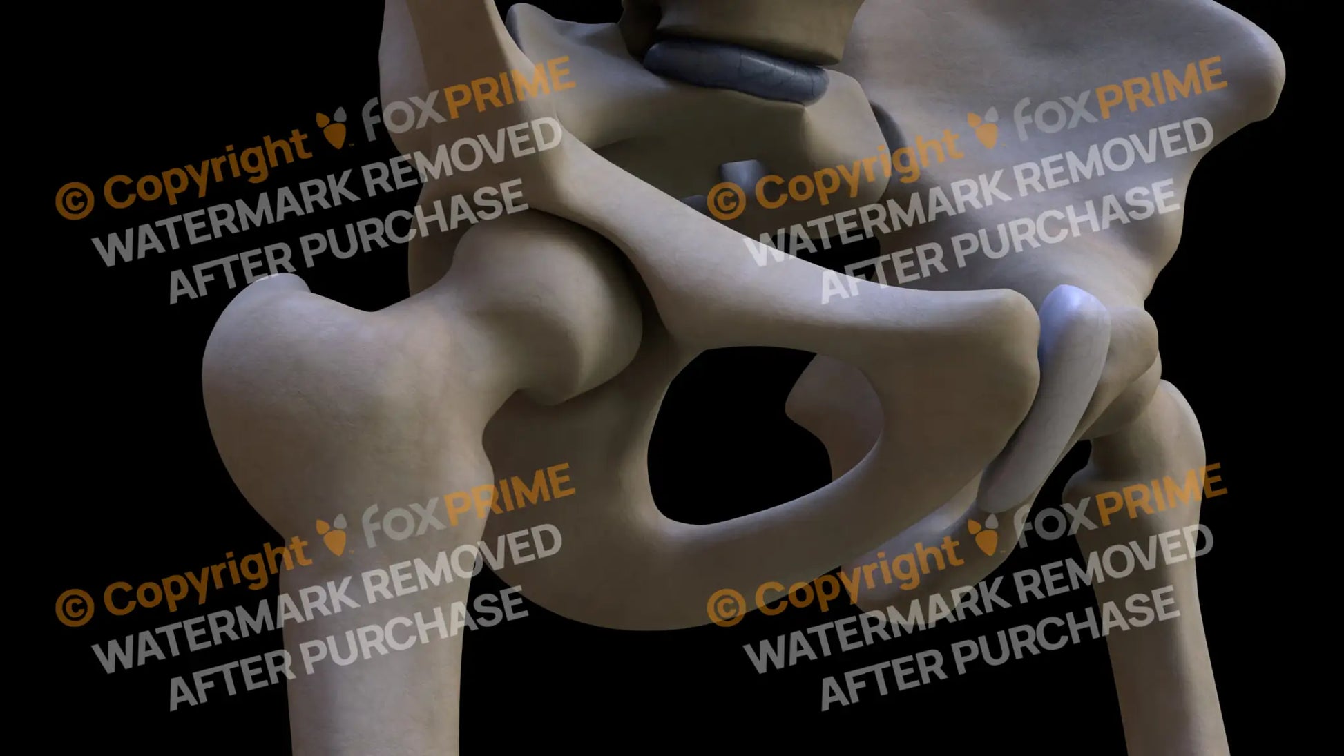 Femur 4 (Right) Still Shot