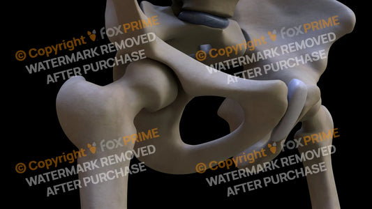 Femur 4 (Right) Still Shot