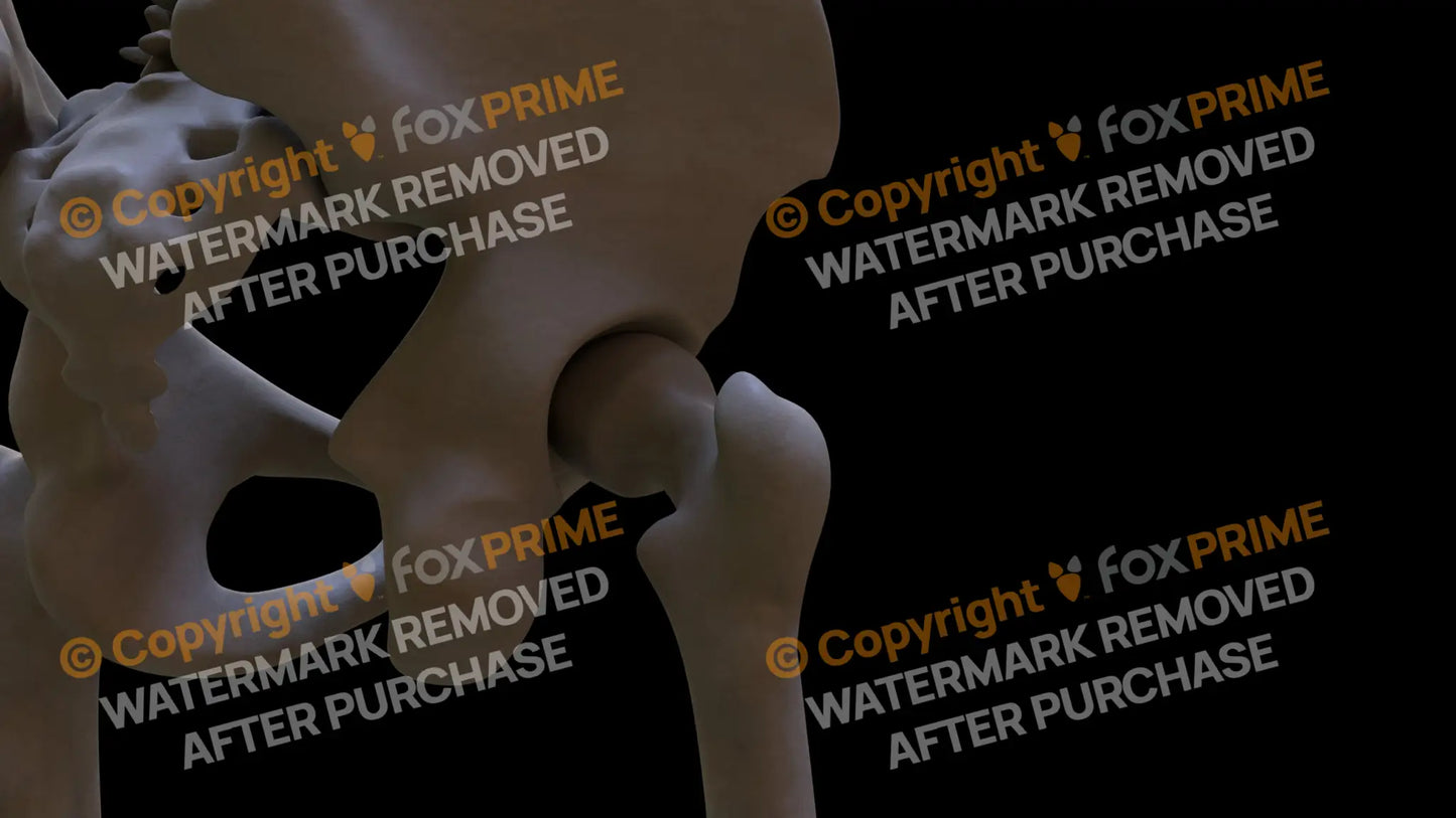 Femur 5 (Right) Still Shot
