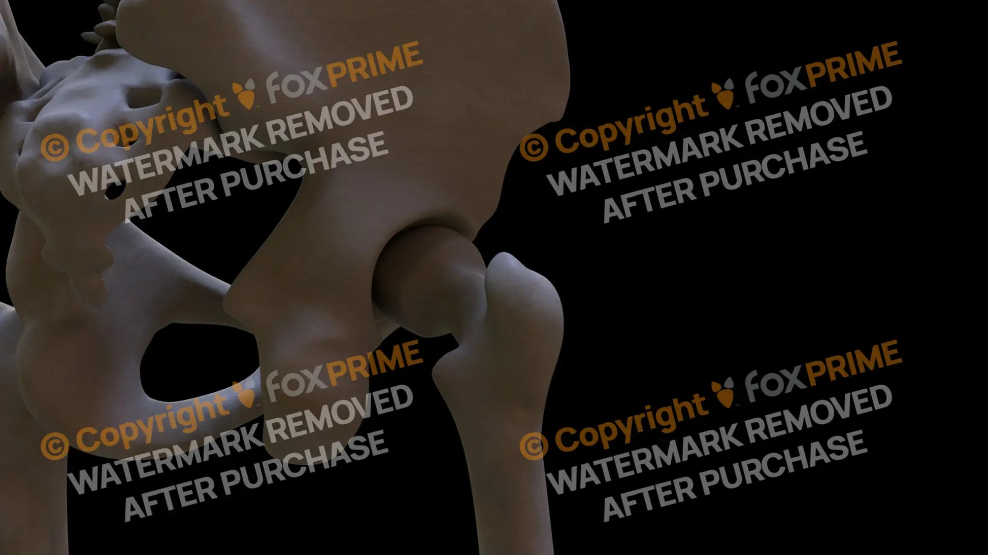 Femur 5 (Right) Still Shot