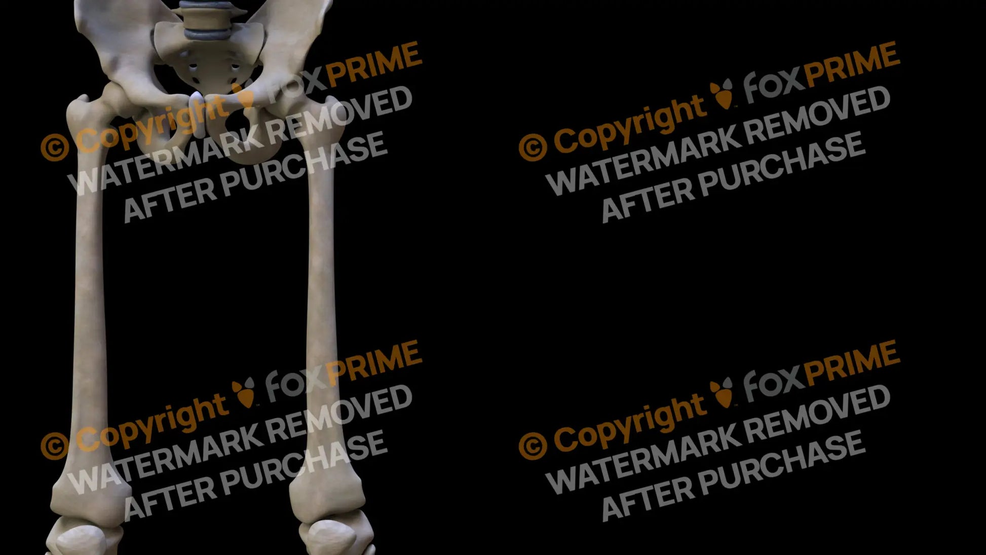 Femur (Left) Still Shot