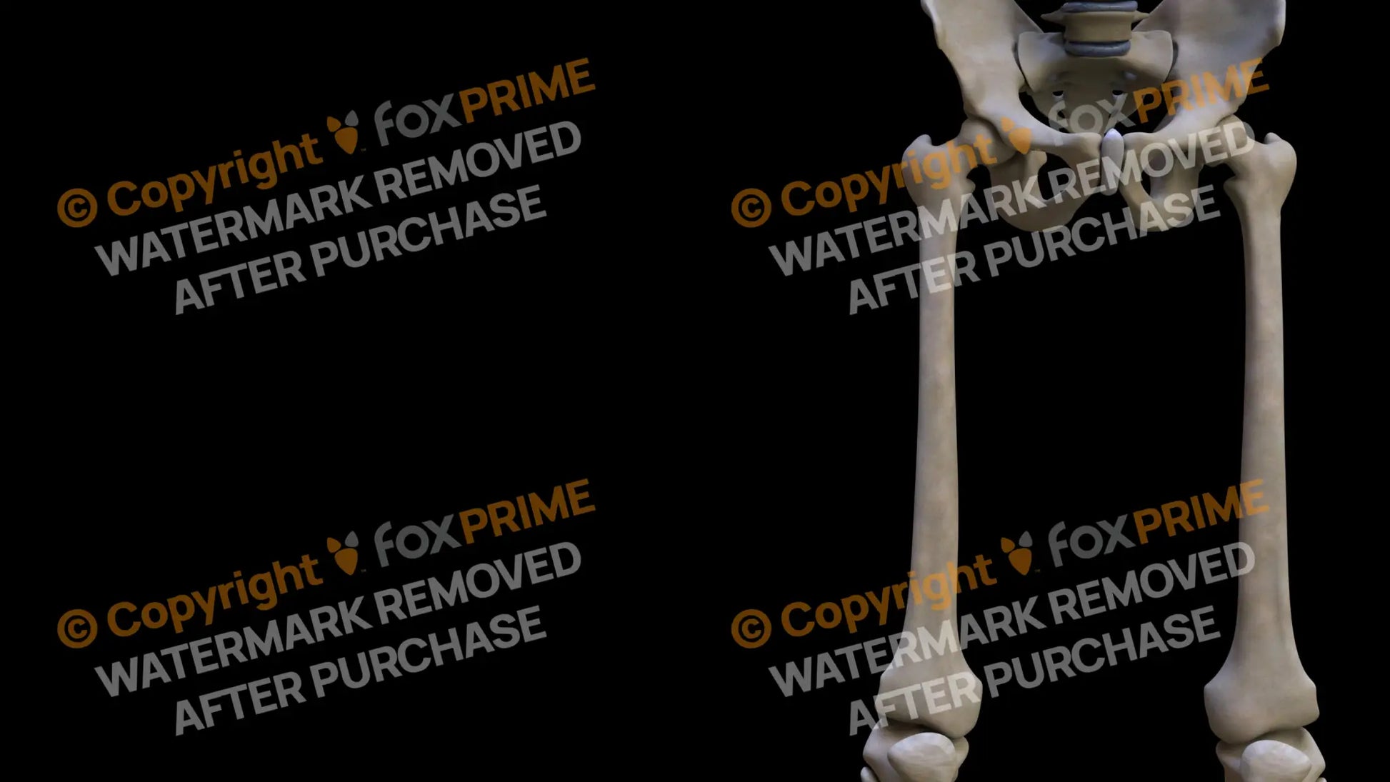 Femur (Right) Still Shot