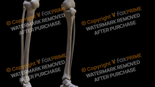 Fibula 2 (Right) Still Shot