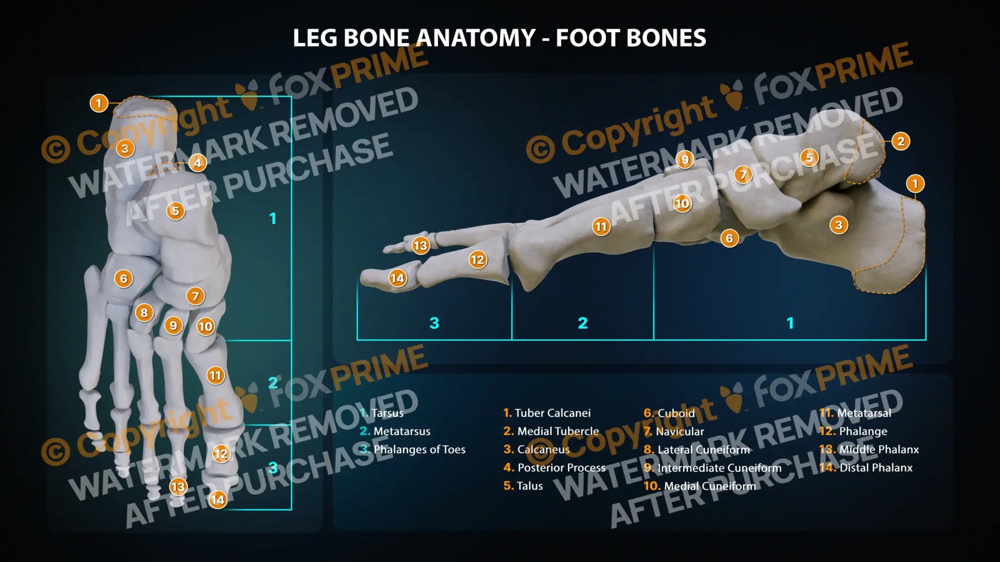 Foot Bone Anatomy Still Shot