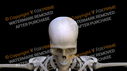 Frontal Bone 1 Still Shot
