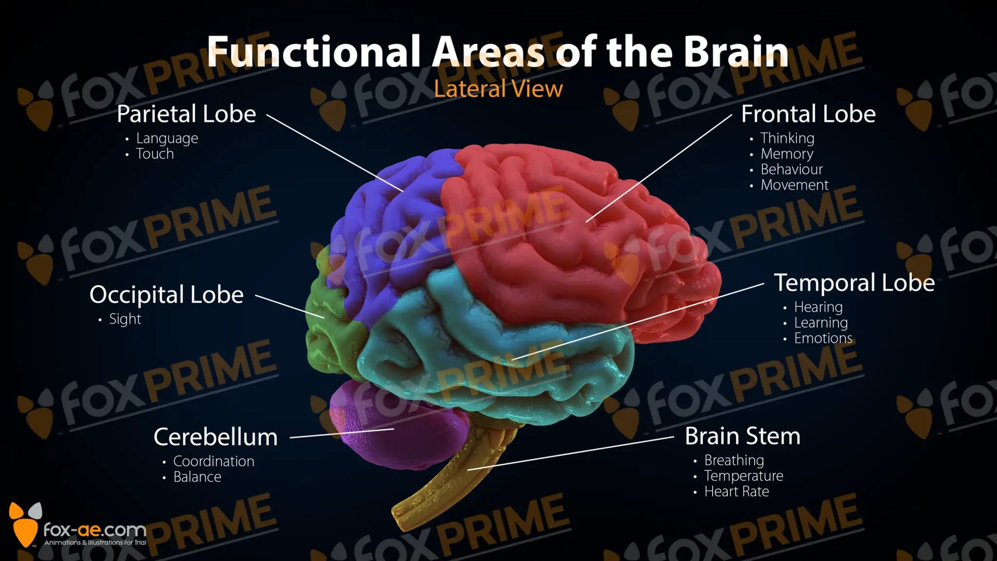 Functional Areas Of The Brain Still Shot