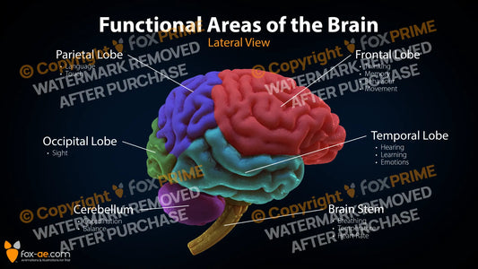 Functional Areas Of The Brain Still Shot