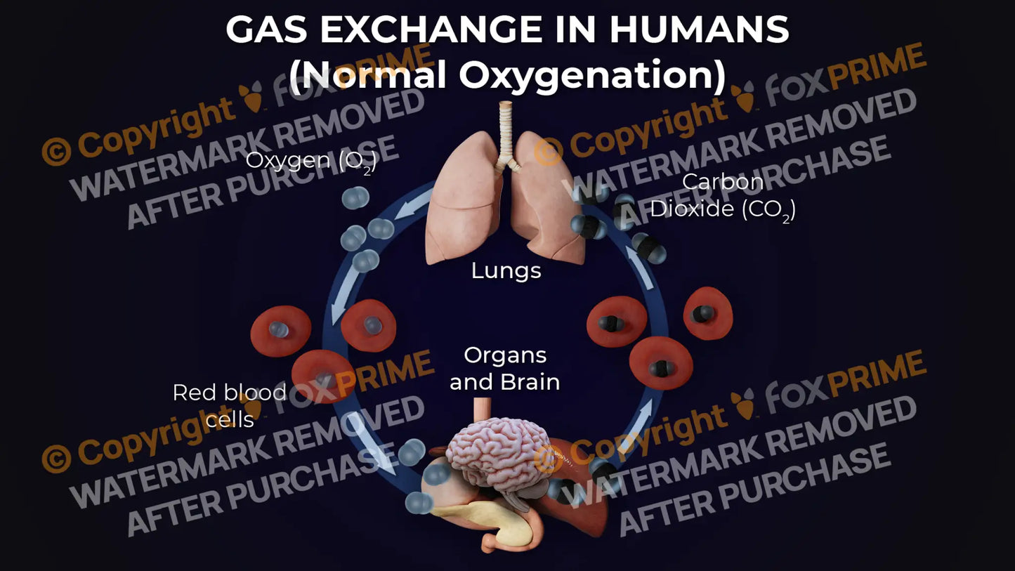 Gas Exchange In Humans Still Shot