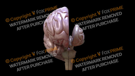 Half Brain Front Left Still Shot