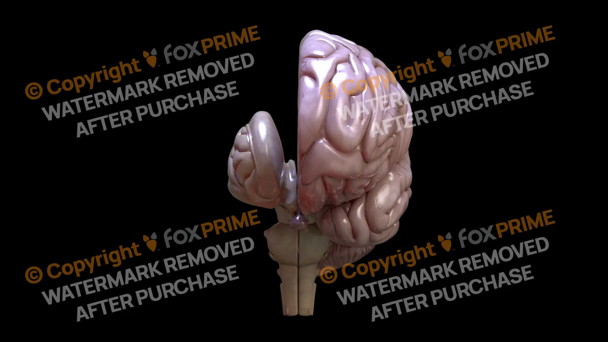 Half Brain Front Right Still Shot