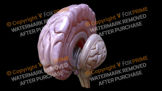 Half Brain Left 2 Still Shot
