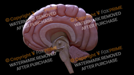 Half Brain Profile Left Still Shot