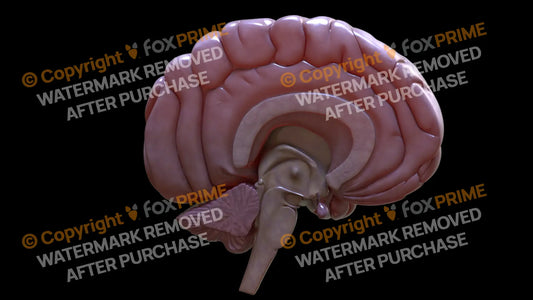 Half Brain Profile Right Still Shot