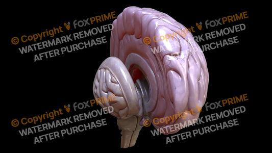 Half Brain Right 2 Still Shot