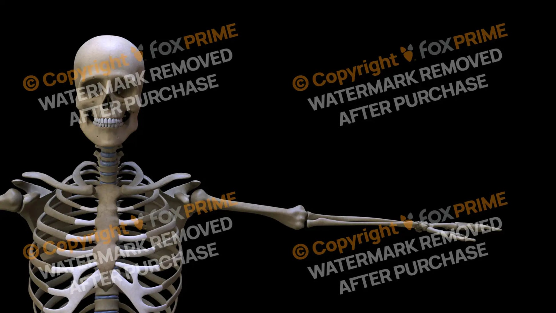 Humerus 2 (Left) Still Shot