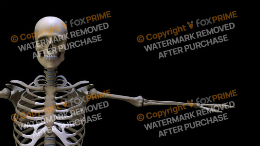Humerus 2 (Left) Still Shot