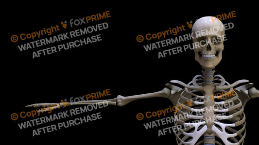 Humerus 2 (Right) Still Shot