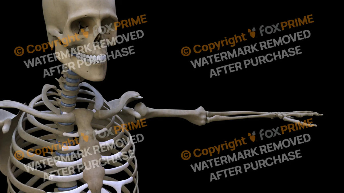 Humerus 4 (Left) Still Shot