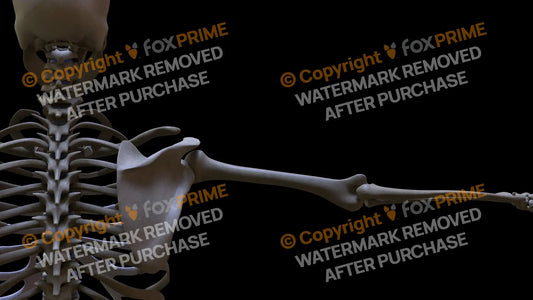 Humerus 5 (Right) Still Shot