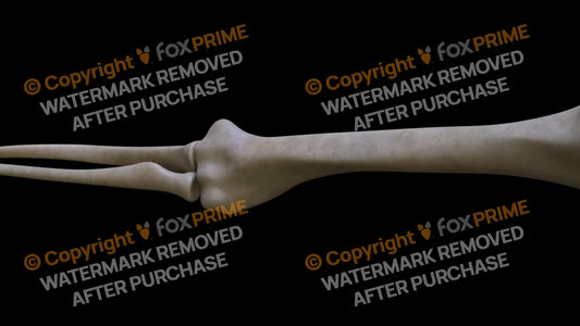 Humerus 7 (Right) Still Shot