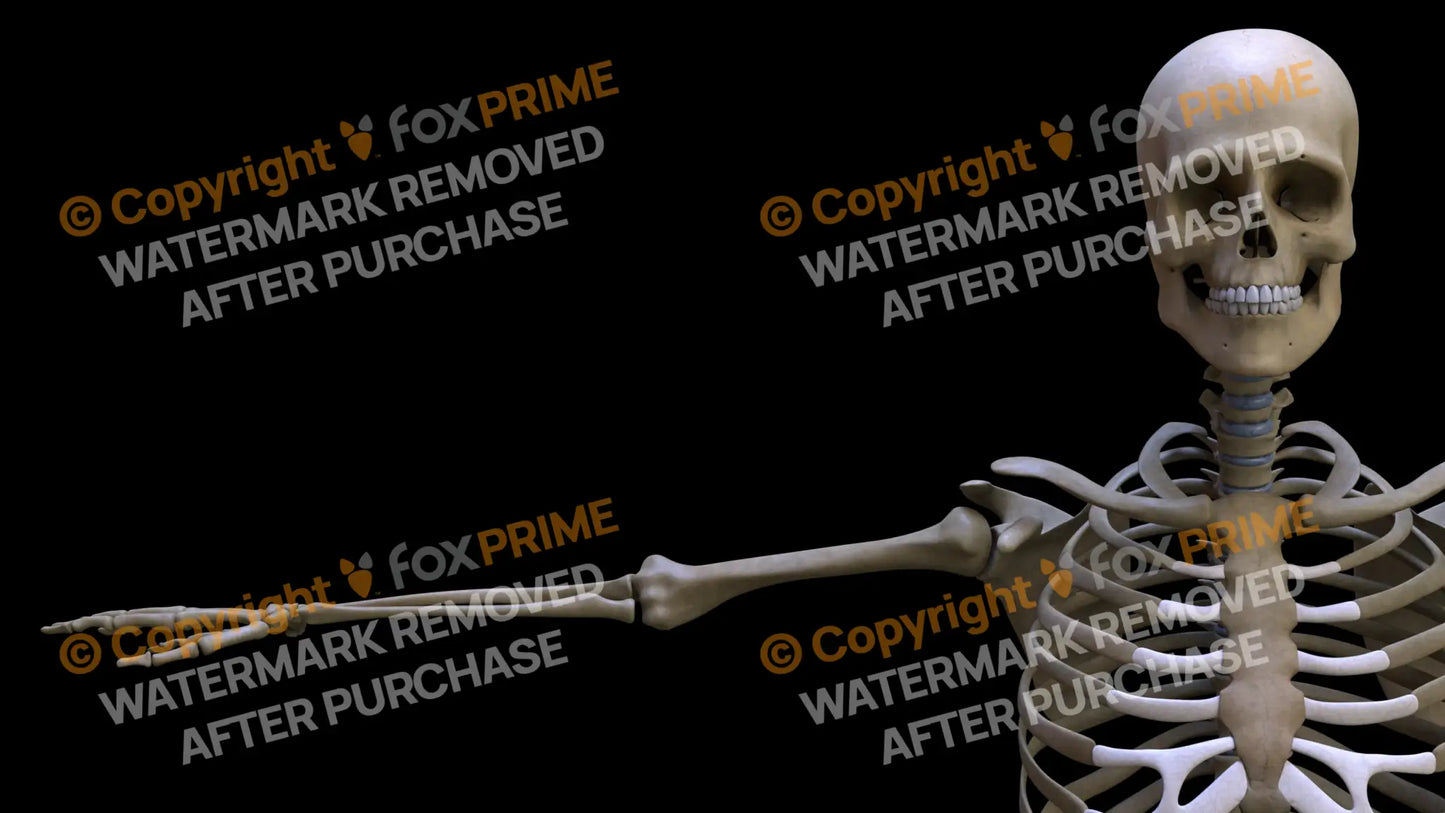 Humerus (Right) Still Shot