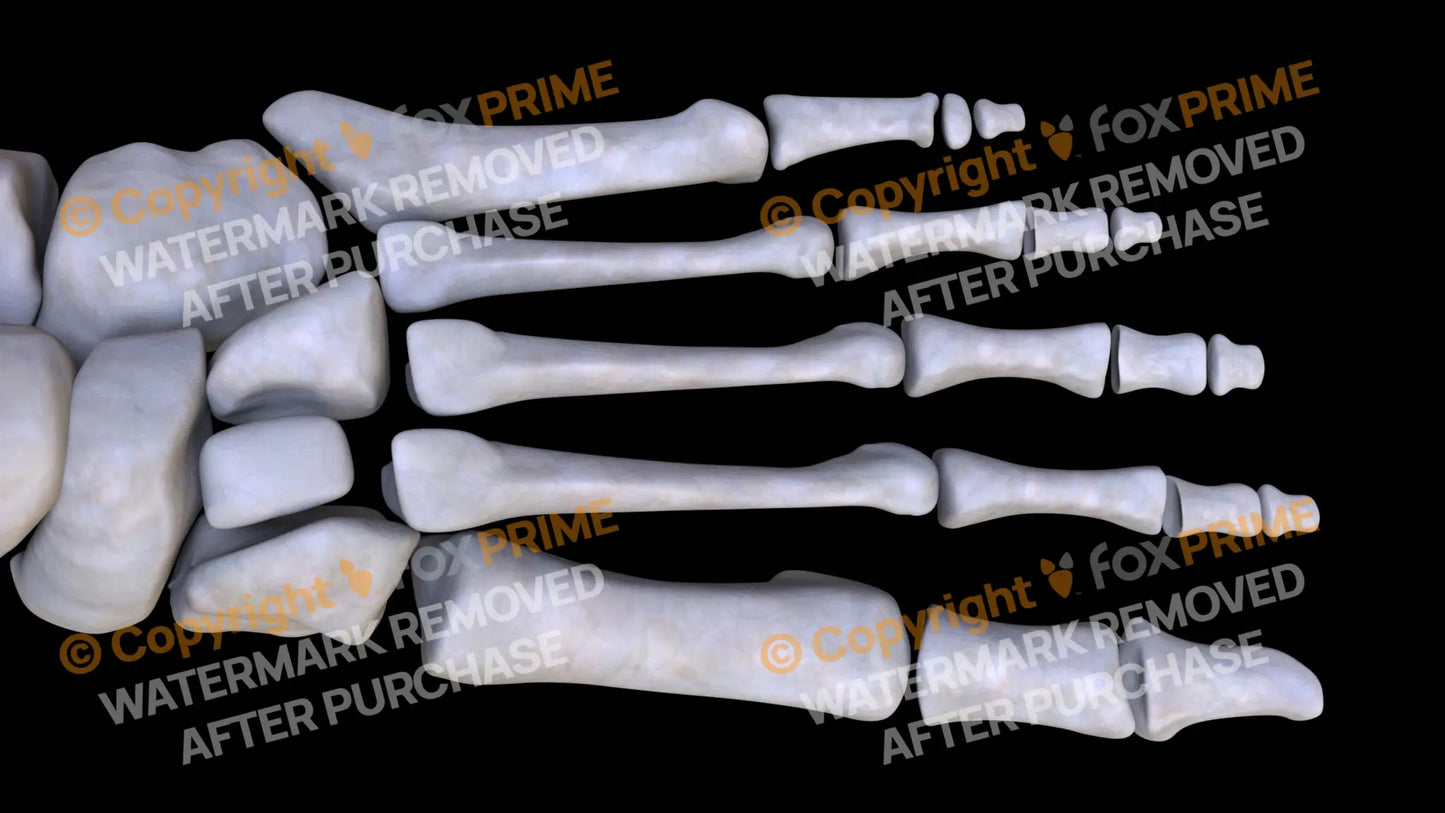 Lateral Cuneiform (Left) Still Shot