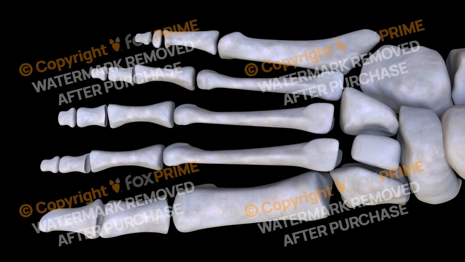 Lateral Cuneiform (Right) Still Shot