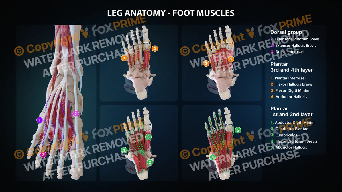 Leg Foot Muscles Anatomy Still Shot