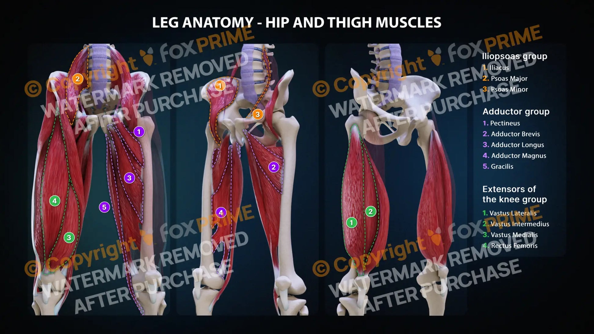 Leg Hip and Thigh Muscles Anatomy (Front) Still Shot
