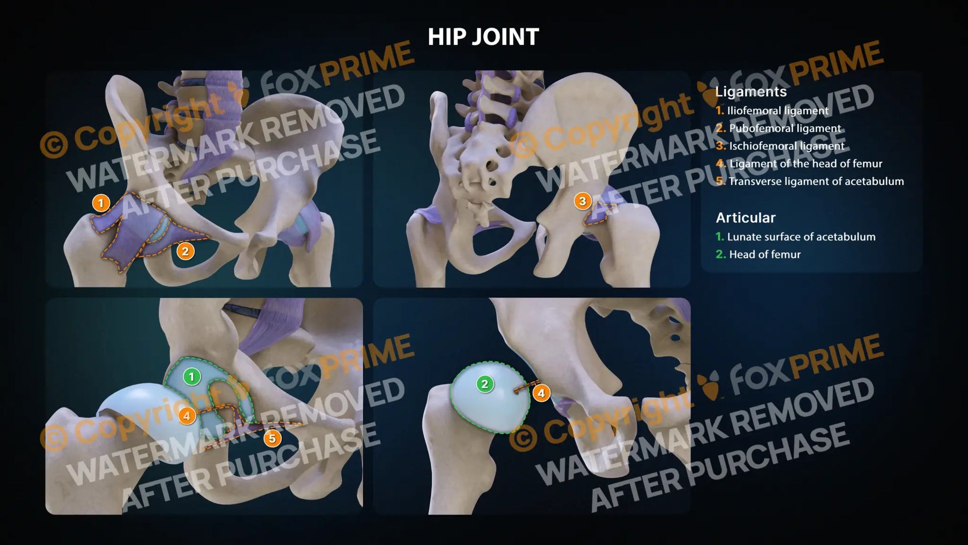 Leg Hip Joint Anatomy Still Shot