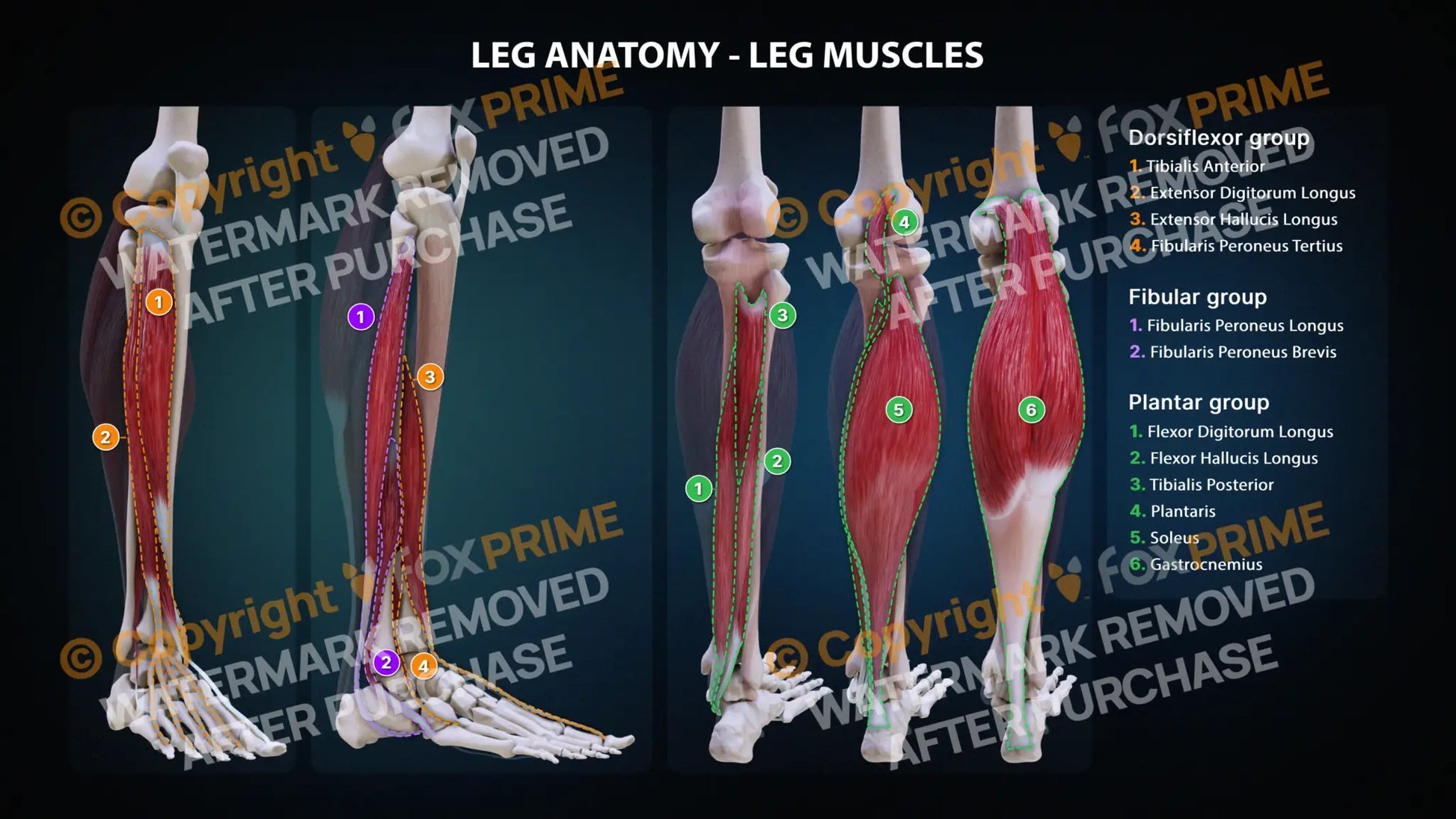 Leg Muscles Anatomy Still Shot