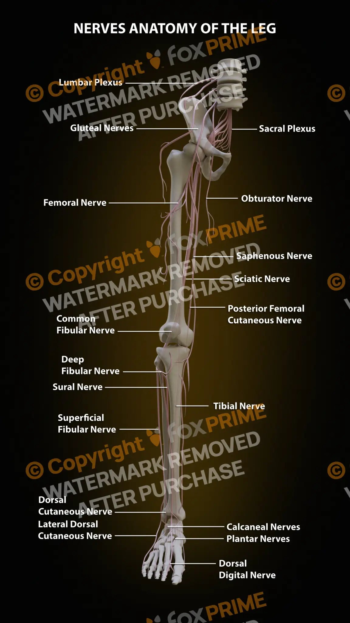 Leg Nerves Anatomy Still Shot