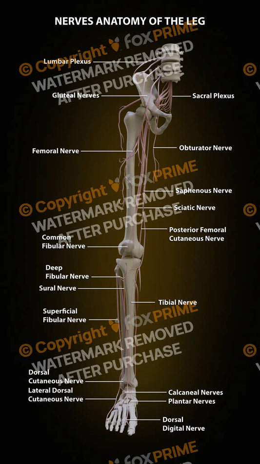 Leg Nerves Anatomy Still Shot
