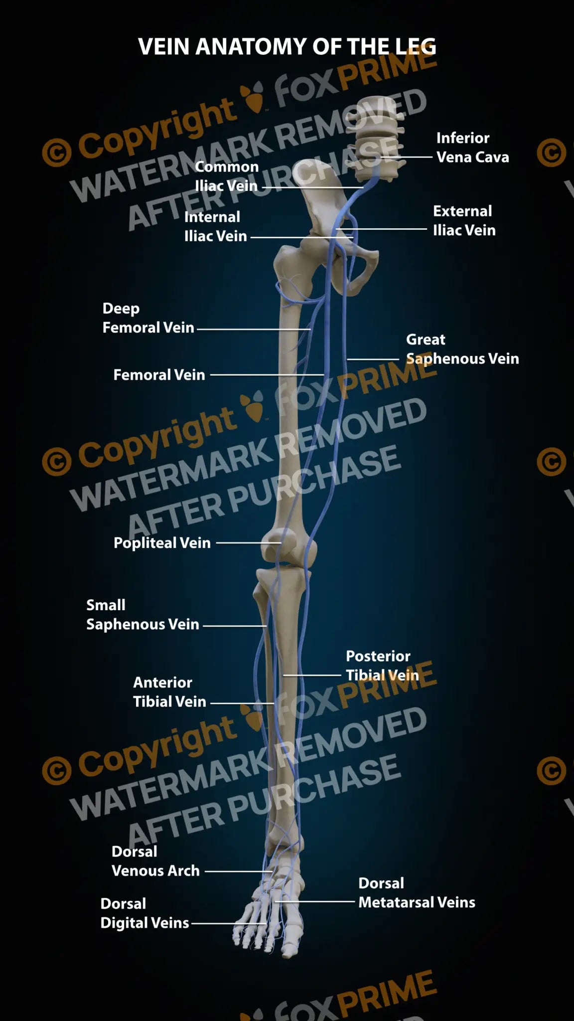 Leg Veins Anatomy Still Shot