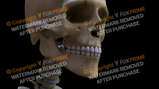 Mandible (Right) Still Shot