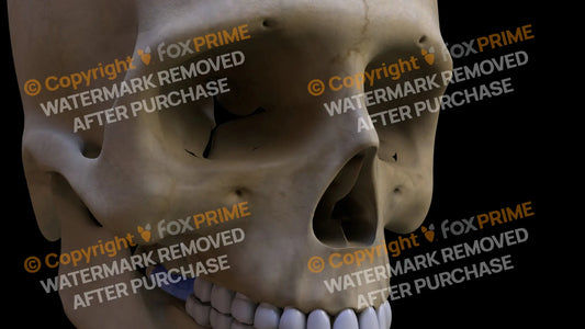 Maxilla 2 (Right) Still Shot