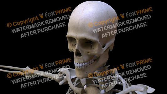 Maxilla 3 (Left) Still Shot