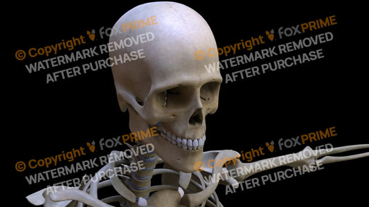 Maxilla 3 (Right) Still Shot