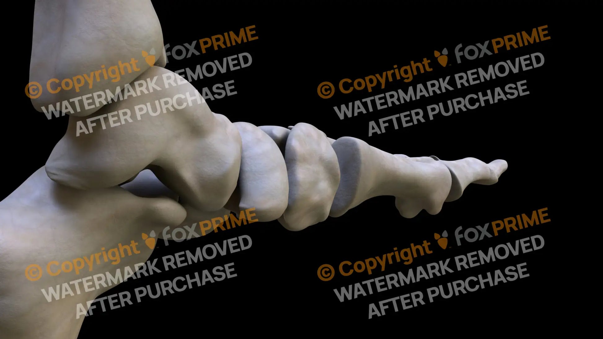 Medial Cuneiform Foot (Left) Still Shot