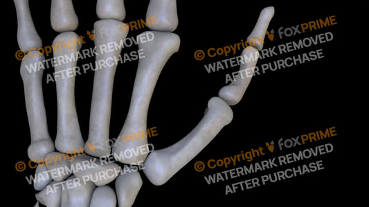 Metacarpal 01 2 (Left) Still Shot