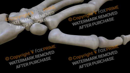 Metacarpal 01 (Left) Still Shot