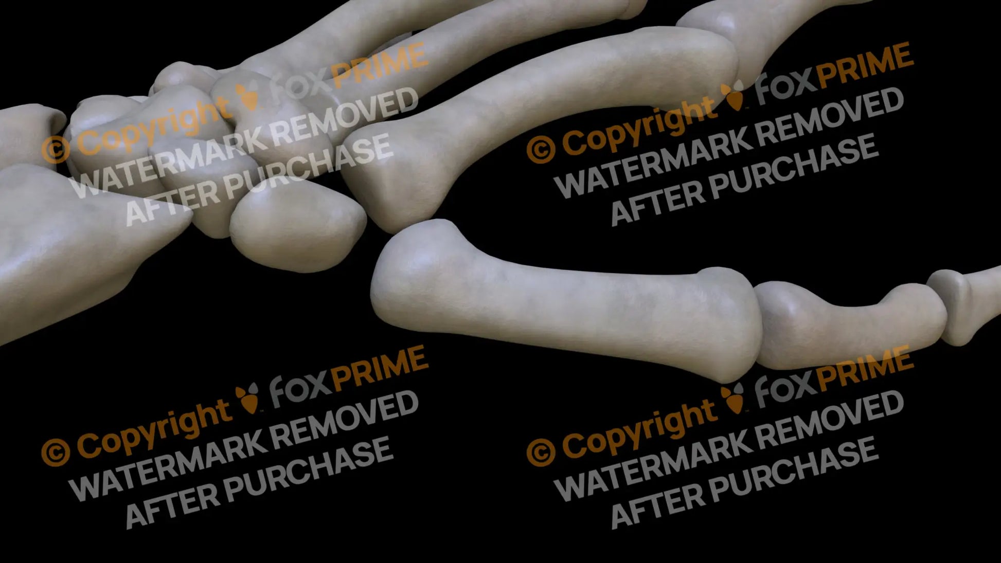 Metacarpal 01 (Left) Still Shot