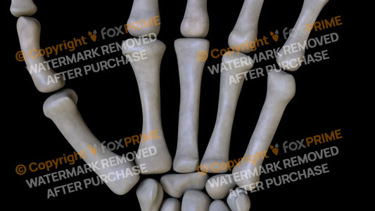 Metacarpal 02 (Left) Still Shot