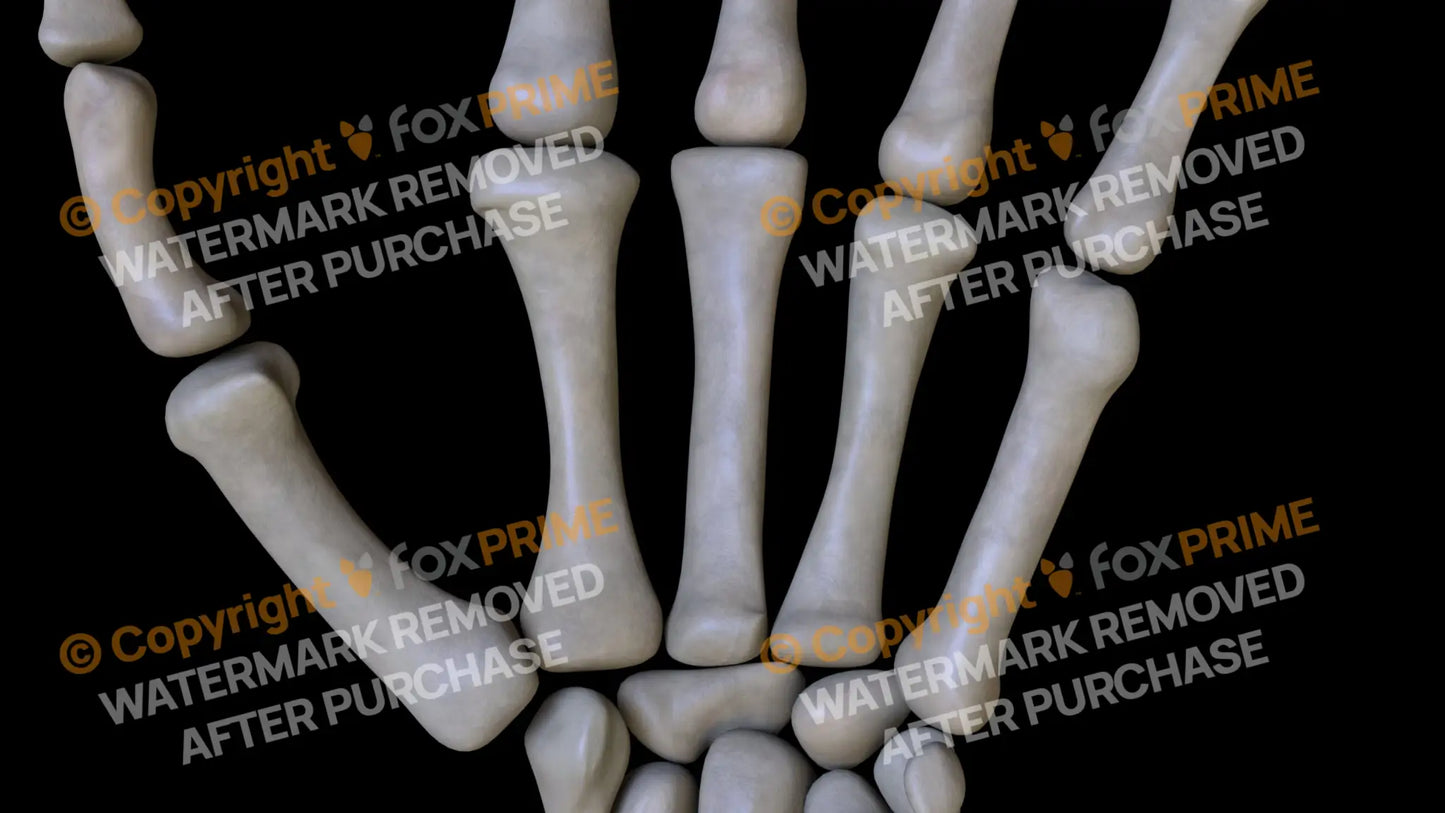 Metacarpal 02 (Left) Still Shot